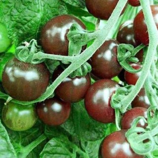 hạt giống cà chua socola gói 30 hạt