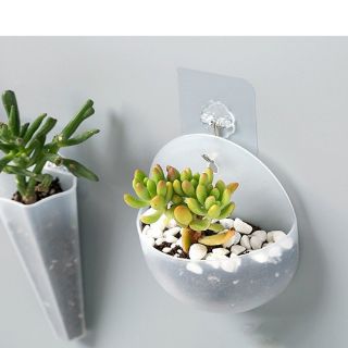 Chậu trồng cây treo tường mini