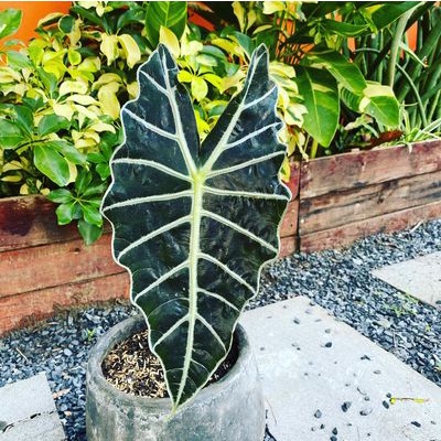 Cây môn quan âm - Alocasia Polly - Cây khoẻ, thuần