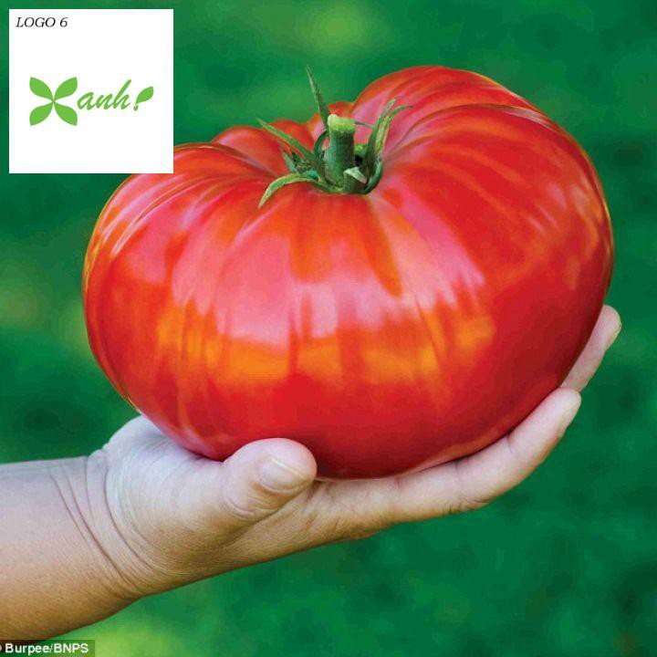 Hạt giống Cà chua khổng lồ 1kg (20 hạt)