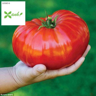 Hạt giống Cà chua khổng lồ 1kg
