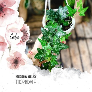 Cây Hedera helix Thorndale chậu treo bí ngô 8cm