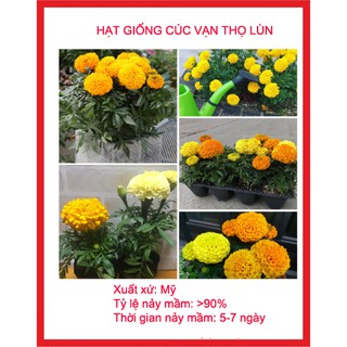 Hạt giống hoa cúc vạn thọ lùn gói 50 hạt