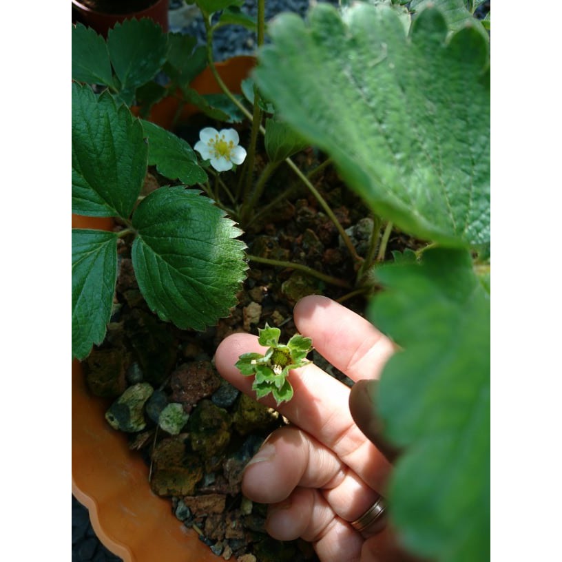 1kg-Phân DÊ hữu cơ qua xử lý ủ trichoderma- dùng cho cây rau, hoa kiểng, lan, giúp cải tạo đất, tăng độ màu mỡ cho đất.