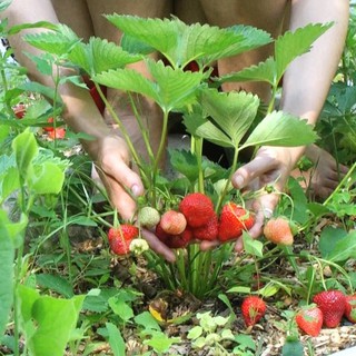 100 HẠT GIỐNG DÂU TÂY ĐỎ