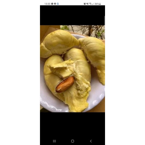 Sầu thái Lâm Đồng