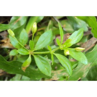 Hạt giống rau đắng đất - (Gói 0.1gram)