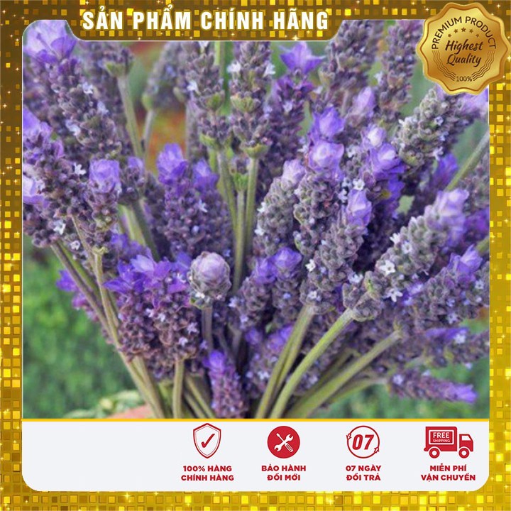 Hạt Giống Hoa Oải Hương tím ( Lavender) gói 50-100 hạt