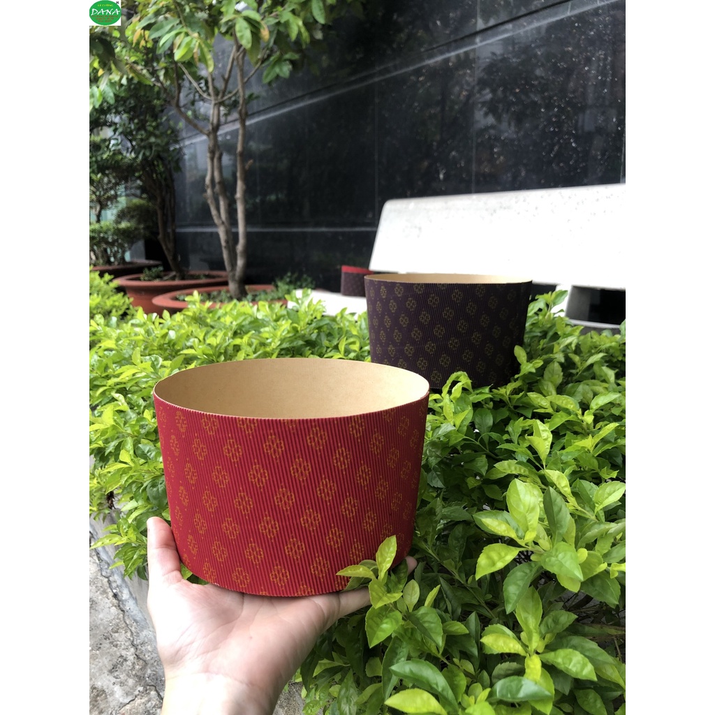 Cup giấy PANETTON set 5 cái