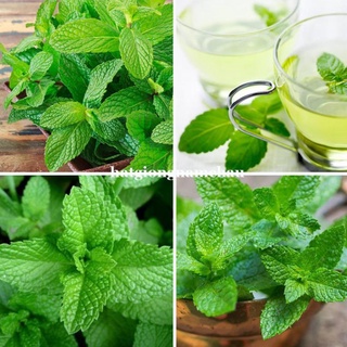 100h - hạt giống rau bạc hà mint