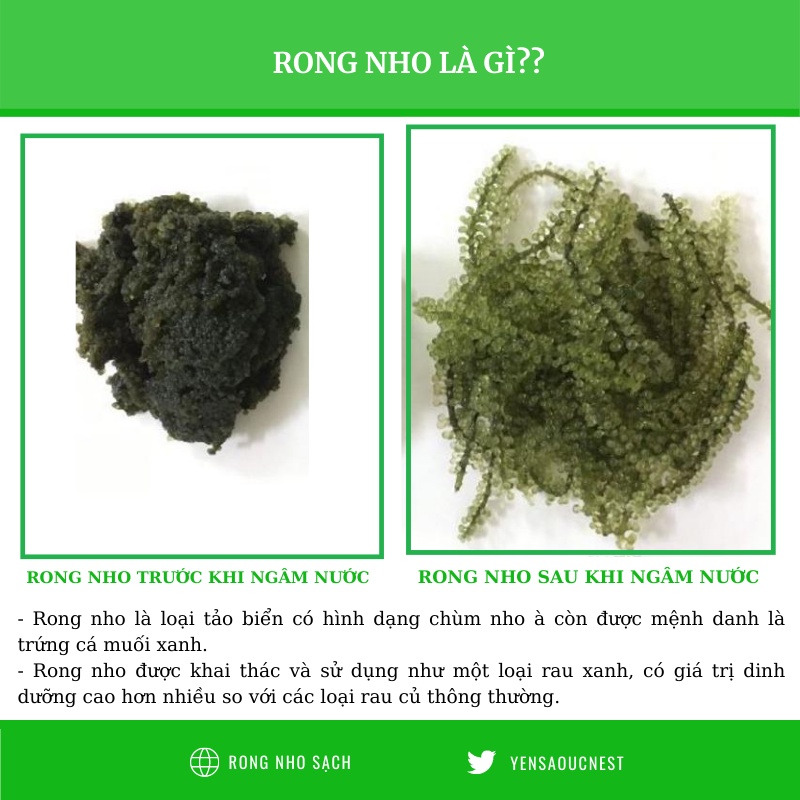 Rong nho tách nước giàu dinh dưỡng tách nước kèm sốt mè rang tươi Khánh hòa UCRong200g