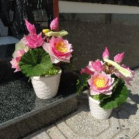 Chậu hoa sen giấy nhún ý
