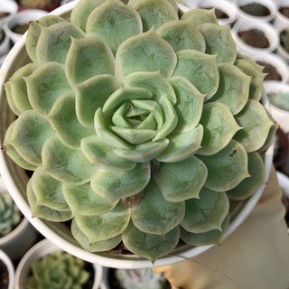 Sen đá Ngọc bích size trung