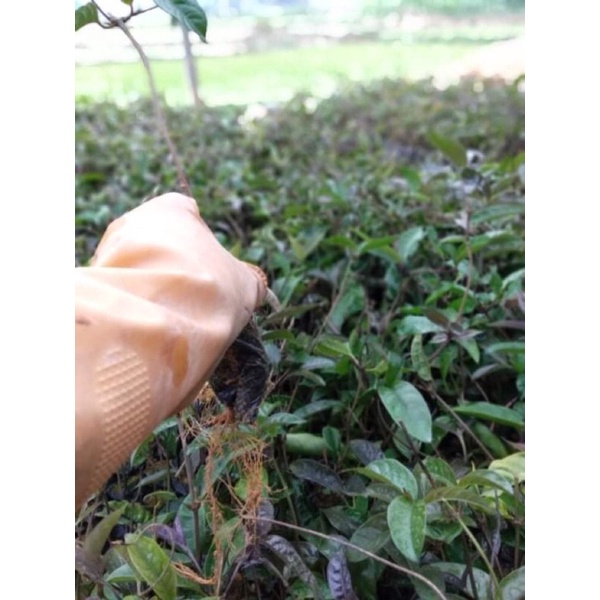 Cây giống ba kích tím
