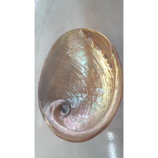 Vỏ Ốc Bào Ngư vành tai trắng mài