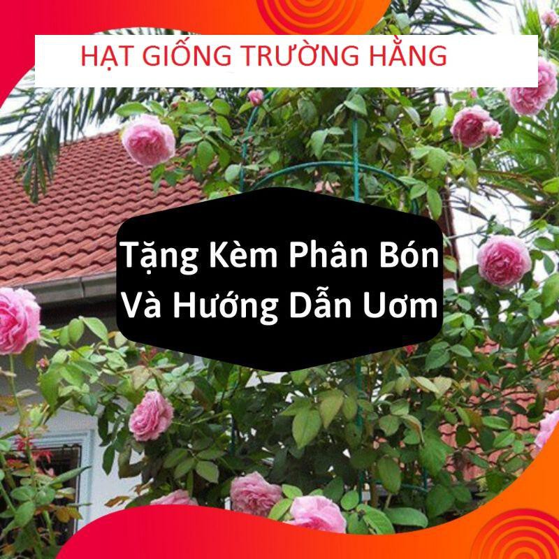 Gói Hạt Giống Hoa Hồng Leo Pháp Mix - Tặng Kèm Kích Mần và hướng dẫn gieo Gói 20 Hạt Giống Hoa Hồng Leo