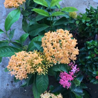 Cây 🌲 Trang Mỹ Vàng lá lớn (đang hoa)