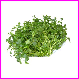 [ Hạt giống Rau] Gói 1g hạt giống rau xà lách xoong - Mina Shop