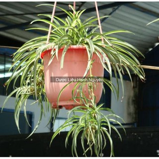 ngải nàng chuyền