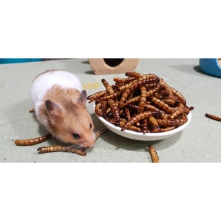 Sâu super worm 🐛thơm phức, béo ngậy, sâu to mập, giòn tan, vàng bóng