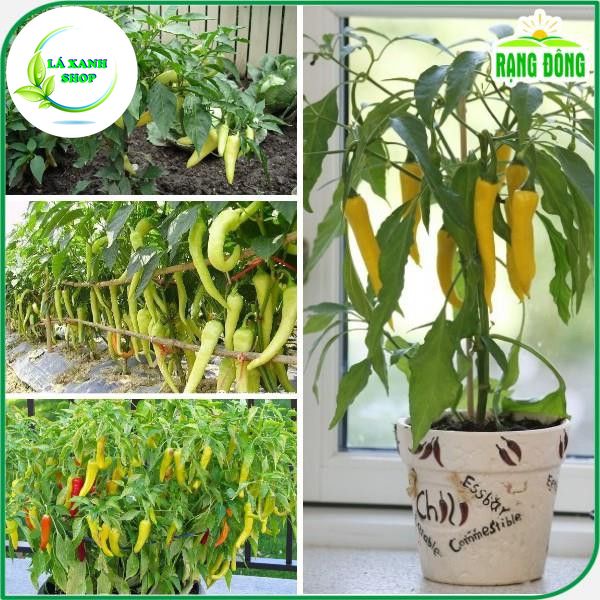 Hạt giống Ớt Sừng Cay Vừa, Trái Sai, Kháng Sâu Bệnh Tốt (0,2gr) - Hạt Giống Rạng Đông
