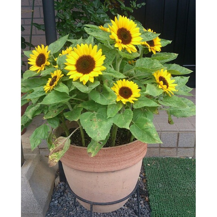 Hạt Giống Hoa Hướng Dương Lùn