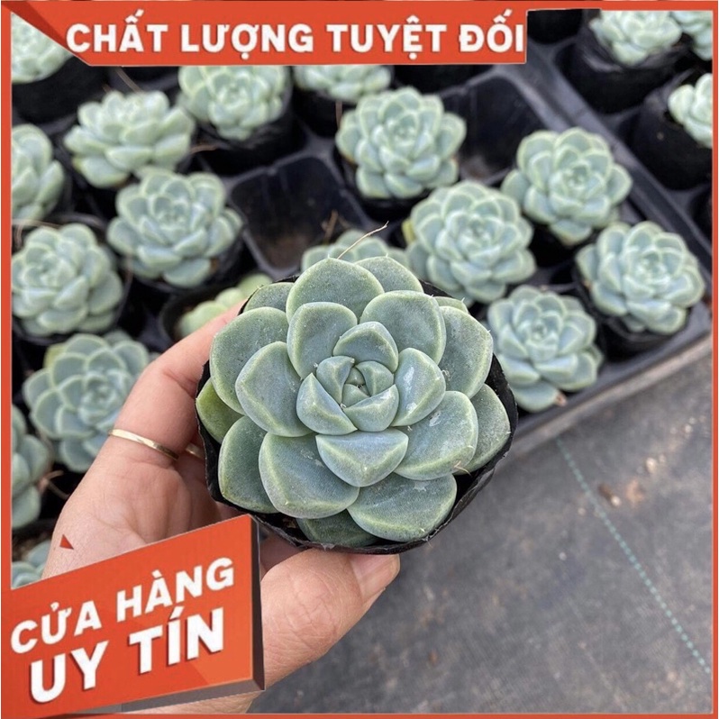 Sen đá sao băng, size bầu, sen đá Đà Lạt