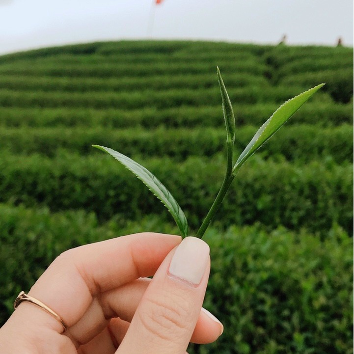 Chè Tân Cương Thái Nguyên Nõn Tôm Đặc Biệt  SƯƠNG MAI - Trà Xanh Thái Nguyên Thượng Hạng - Quà Biếu Đậm Tình SM00056