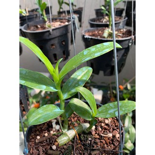 giả hạc 6 mắt thái bình( mua 5 tặng 1)