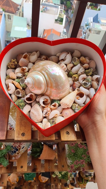 Hộp quà trái tim đựng vỏ ốc biển nhiều mẫu đẹp