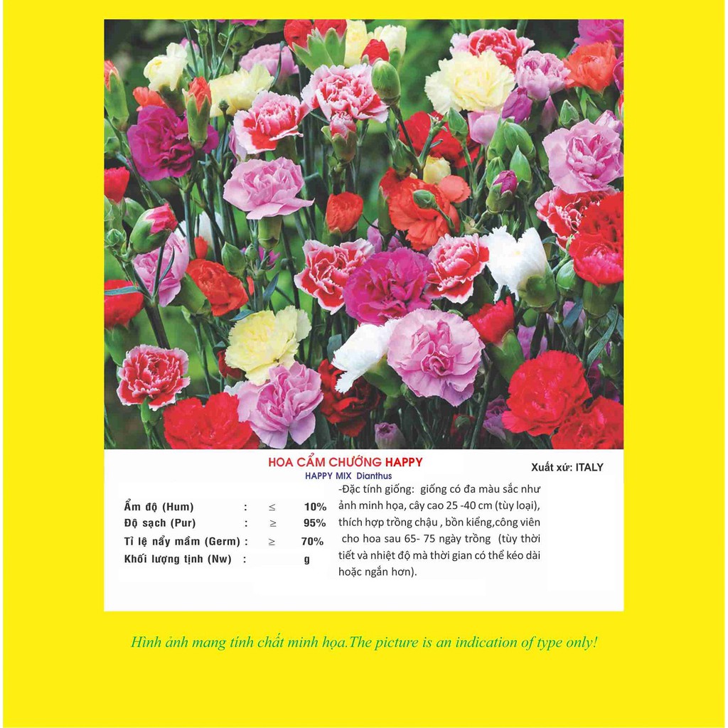 Hạt giống hoa Cẩm Chướng Happy Mix VTP97 | Vạn Tín Store