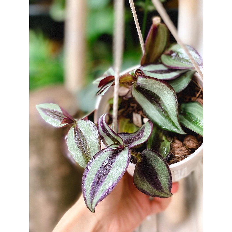 Cây Tradescantia zebrina ‘Silver Plus’  chậu treo bí ngô 10cm
