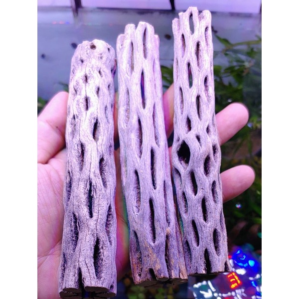 Lũa Cholla | 16cm Đường Kính 2.5 - 3.5cm| Trang Trí Hồ Tép Cảnh, Cấy Rêu Hồ Thủy Sinh