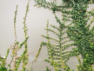 Thằn lằn leo tường