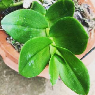 Kie lá mít pù luông bá thước thanh hóa.Bản lá trên 7cm Hàng chuẩn vùng miền