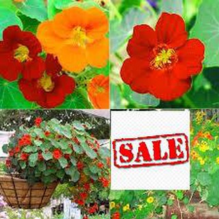 Gói 10 hạt giống hoa sen cạn nhiều màu SALE
