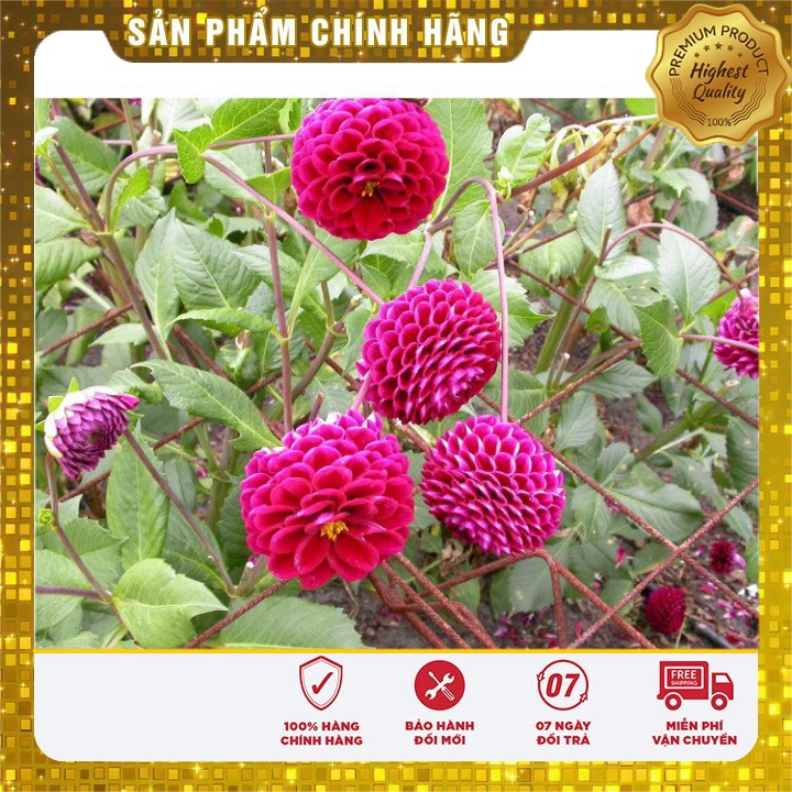 Hạt giống hoa thược dược tổ ong mix nhiều màu