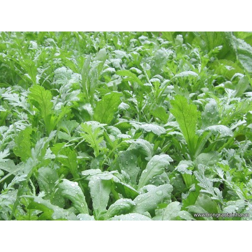 Hạt Giống Rau Cải Cúc Nếp, Tần Ô Lá Tròn 20Gr - Phú Nông Seeds - Key: Đất sạch, Phân Bón, Hữu Cơ, Xơ Dừa