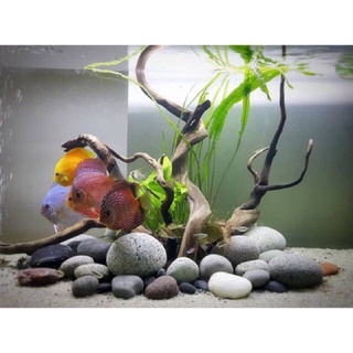 1KG ĐÁ CUỘI TRANG TRÍ BỂ CÁ, SÂN VƯỜN