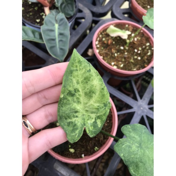 Chậu cứng Caladium frog in a Blender