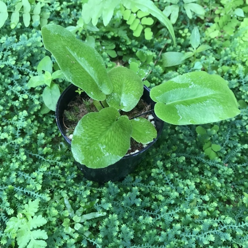 Dương xỉ Hemionitis Arifolia