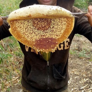 Mật Ong Rừng Nguyên Tổ Daklak