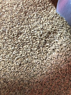 Thóc Q5 hạt to 5kg