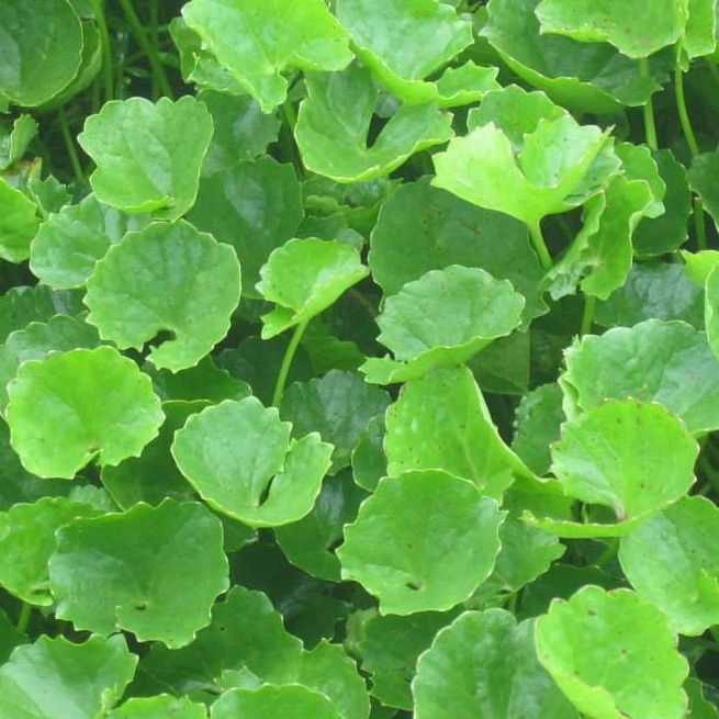 Hạt Giống Rau Má