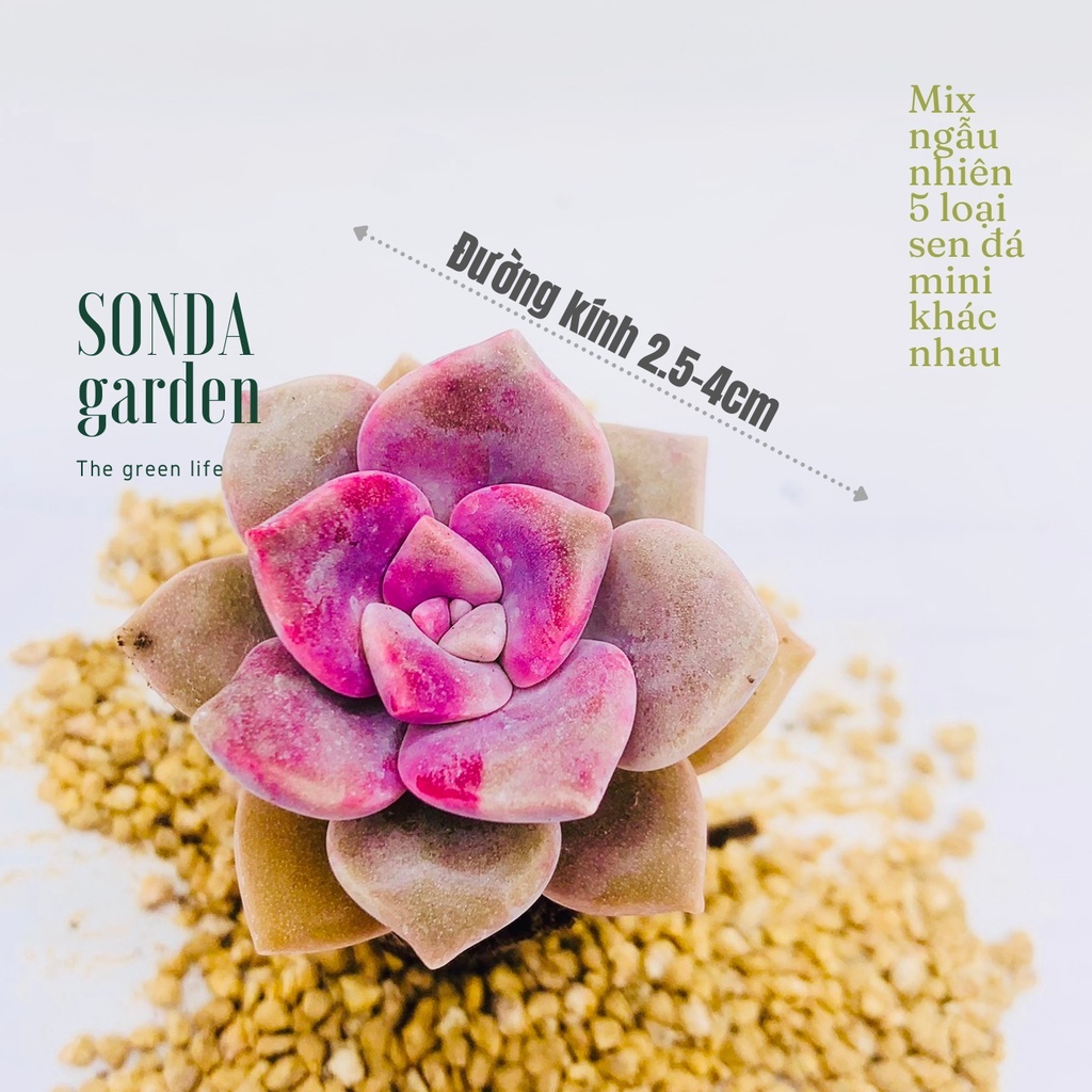 Sen đá mini SONDA garden 12 loại khác nhau, khoẻ đẹp, lỗi 1 đổi 1