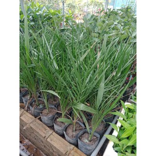 cây  trà  là  giống