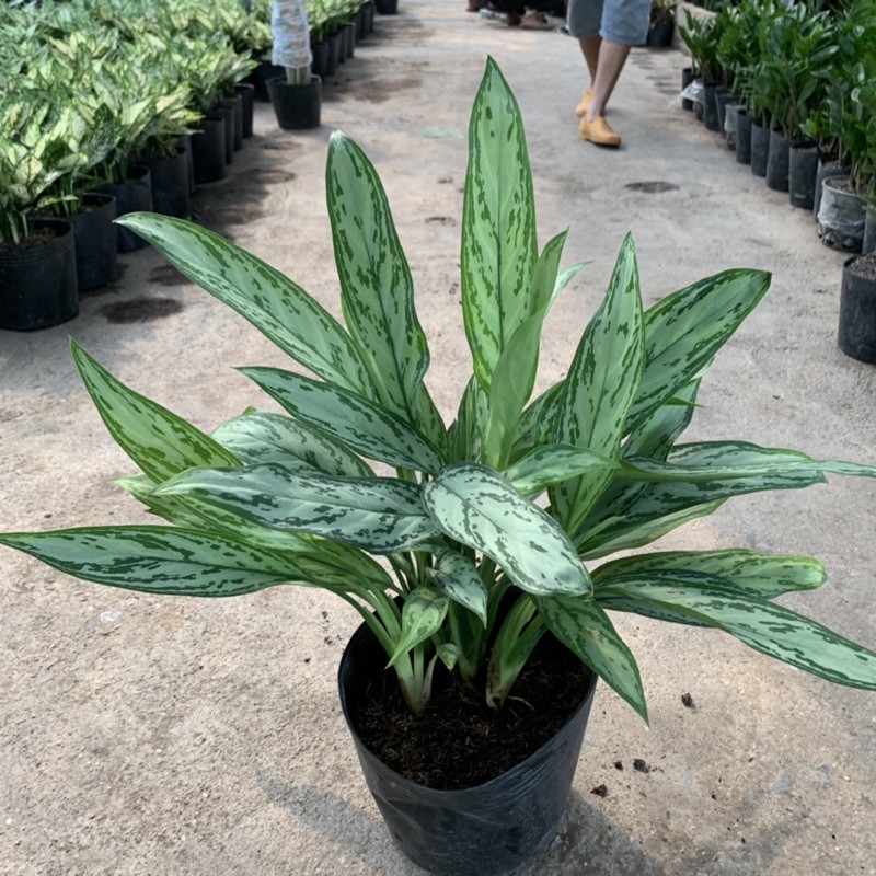 Cây ngân hậu trồng nội thất cao 35cm, bụi cây xum xuê tươi tốt mang vẻ đẹp lạ mắt, thích hợp trồng nội thất và để bàn