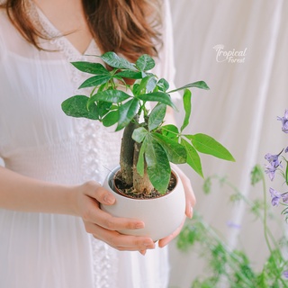 Chậu gốm trồng cây hạt dẻ TROPICAL FOREST