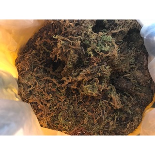 MÔ HÌNH Rêu rừng làm nền và thức ăn cho ốc. 20k/100g