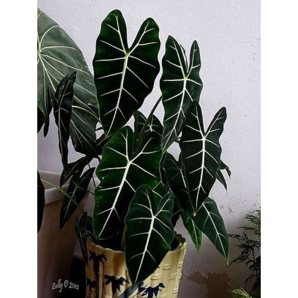 Chậu cứng 5 loại alocasia